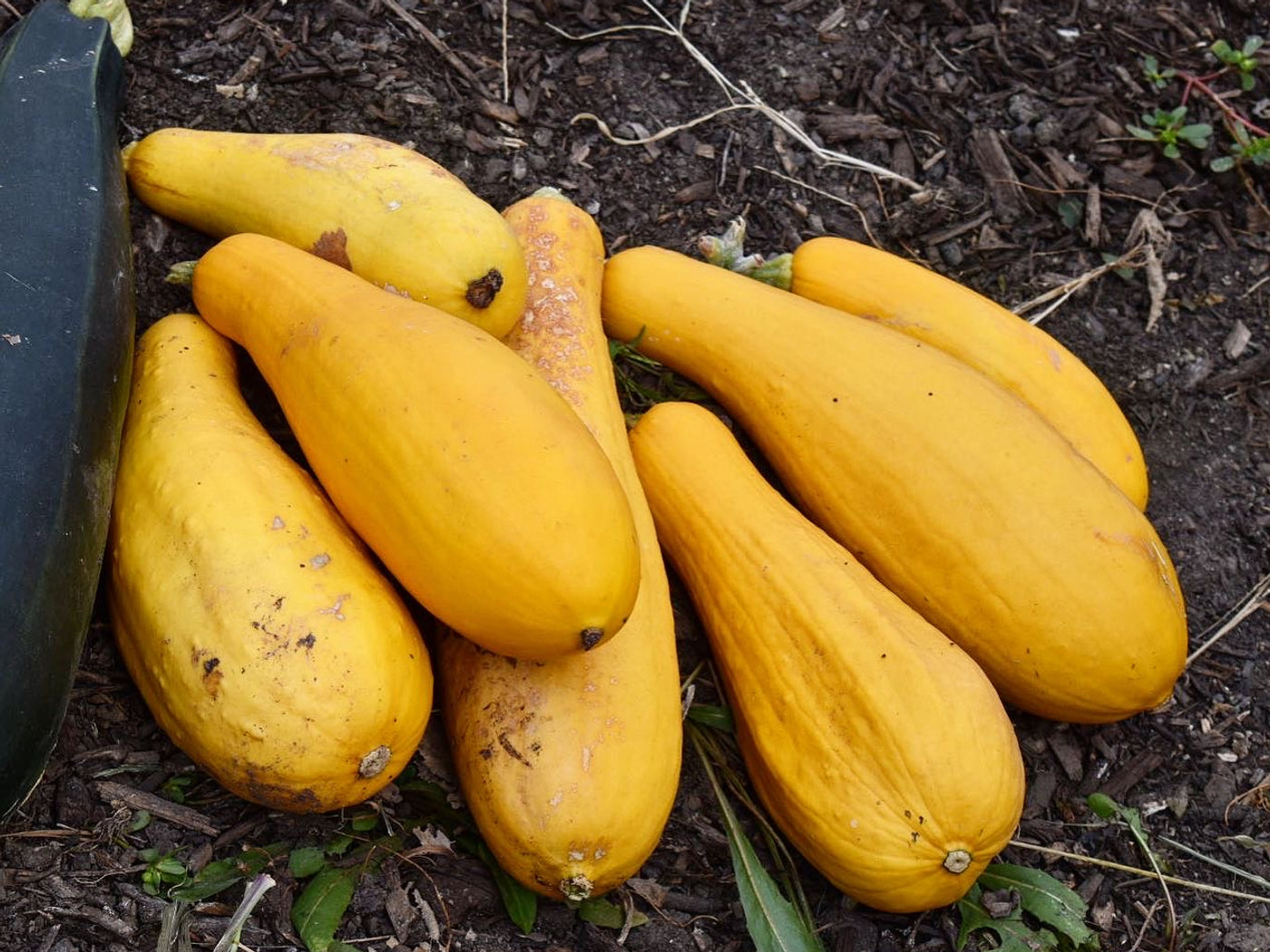 Pile of golden squash harvested at the community garden