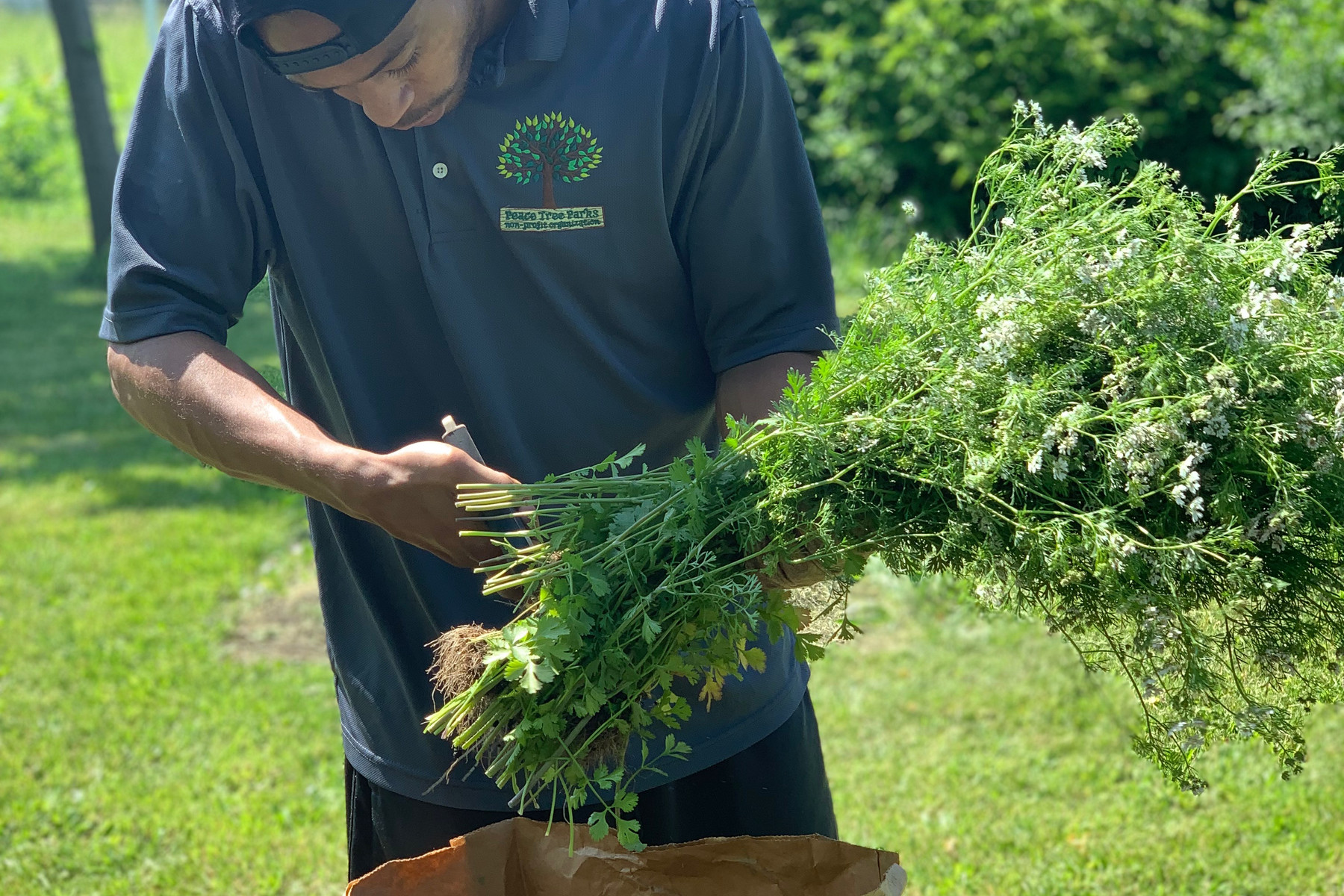 Volunteer holding a young seedling ready to plant in a Detroit community garden